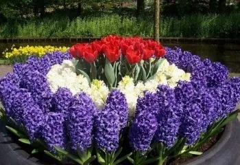 Високі багаторічники для саду з описом і фото