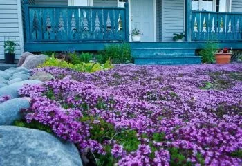 Високі багаторічники для саду з описом і фото