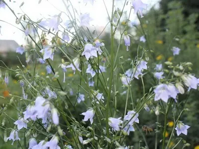 Високорослі багаторічні квіти для саду та фото високих садових багаторічників для дачі (високорослі) Високорослі багаторічні квіти для саду та фото високих садових багаторічників для дачі