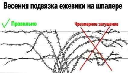 Вирощування ожини Торнфрі на своїй ділянці правила посадки та догляду (ожини) Вирощування ожини Торнфрі на своїй ділянці правила посадки та догляду