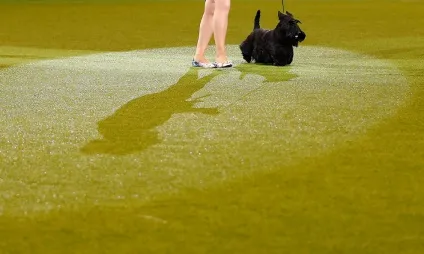 Виставка собак crufts dog show 2015 року, фото новини (фото) Виставка собак crufts dog show 2015 року, фото новини