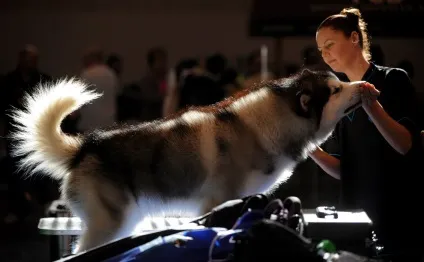 Виставка собак crufts dog show 2015 року, фото новини (show) Виставка собак crufts dog show 2015 року, фото новини