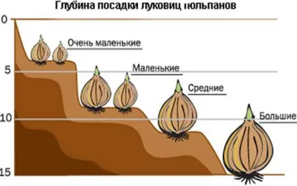 Вирощування тюльпанів в теплиці в домашніх умовах до 8 березня на продаж бізнес план, технологія, (в теплиці) Вирощування тюльпанів в теплиці в домашніх умовах до 8 березня на продаж бізнес план, технологія,