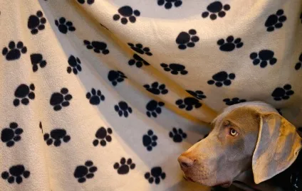 Виставка собак crufts dog show 2015 року, фото новини (собак) Виставка собак crufts dog show 2015 року, фото новини