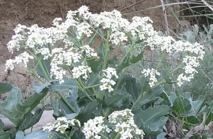 Високорослі багаторічні квіти для саду та фото високих садових багаторічників для дачі (саду) Високорослі багаторічні квіти для саду та фото високих садових багаторічників для дачі