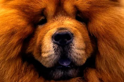 Виставка собак crufts dog show 2015 року, фото новини (crufts) Виставка собак crufts dog show 2015 року, фото новини