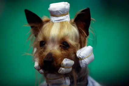 Виставка собак crufts dog show 2015 року, фото новини (фото) Виставка собак crufts dog show 2015 року, фото новини
