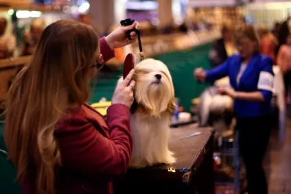 Виставка собак crufts dog show 2015 року, фото новини (2015) Виставка собак crufts dog show 2015 року, фото новини