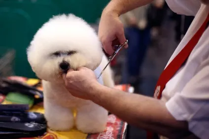 Виставка собак crufts dog show 2015 року, фото новини (crufts) Виставка собак crufts dog show 2015 року, фото новини