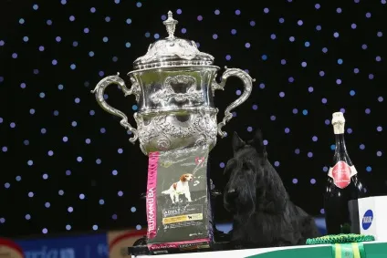Виставка собак crufts dog show 2015 року, фото новини (фото) Виставка собак crufts dog show 2015 року, фото новини