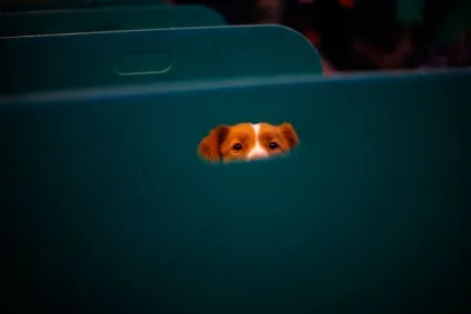 Виставка собак crufts dog show 2015 року, фото новини (show) Виставка собак crufts dog show 2015 року, фото новини