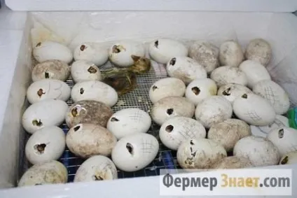 Вирощування і догляд за гусенятами з перших днів в домашніх умовах (вирощування) Вирощування і догляд за гусенятами з перших днів в домашніх умовах