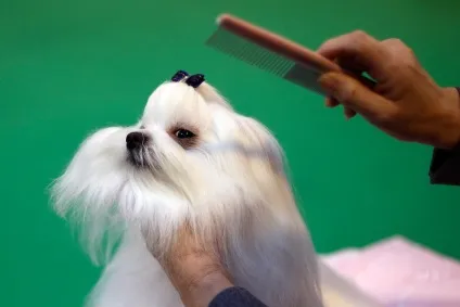 Виставка собак crufts dog show 2015 року, фото новини (собак) Виставка собак crufts dog show 2015 року, фото новини