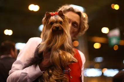 Виставка собак crufts dog show 2015 року, фото новини (show) Виставка собак crufts dog show 2015 року, фото новини