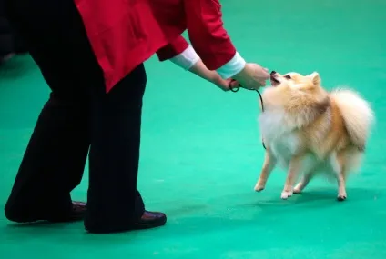Виставка собак crufts dog show 2015 року, фото новини (фото) Виставка собак crufts dog show 2015 року, фото новини