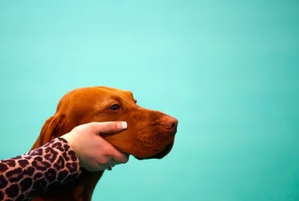 Виставка собак crufts dog show 2015 року, фото новини (собак) Виставка собак crufts dog show 2015 року, фото новини