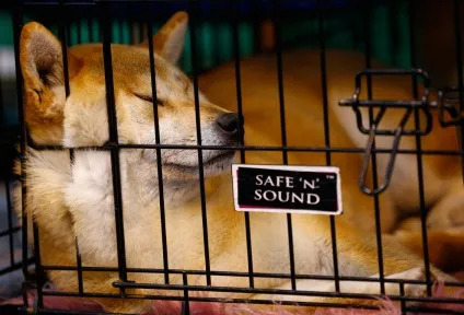 Виставка собак crufts dog show 2015 року, фото новини (show) Виставка собак crufts dog show 2015 року, фото новини