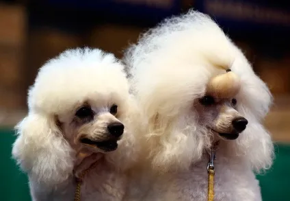 Виставка собак crufts dog show 2015 року, фото новини (show) Виставка собак crufts dog show 2015 року, фото новини