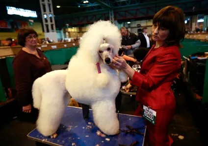 Виставка собак crufts dog show 2015 року, фото новини (show) Виставка собак crufts dog show 2015 року, фото новини