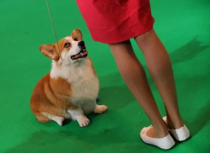 Виставка собак crufts dog show 2015 року, фото новини (собак) Виставка собак crufts dog show 2015 року, фото новини