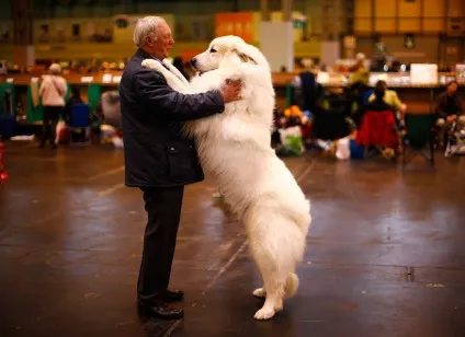 Виставка собак crufts dog show 2015 року, фото новини (фото) Виставка собак crufts dog show 2015 року, фото новини