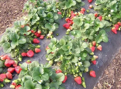 Високі грядки на дачі