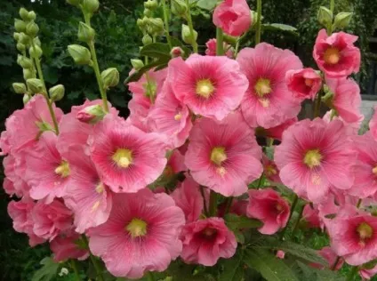 Високі багаторічники для саду з описом і фото
