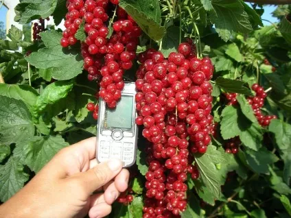 Вирощування смородини вибір саджанців, посадка, полив і догляд (вирощування) Вирощування смородини вибір саджанців, посадка, полив і догляд