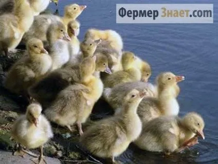 Вирощування і догляд за гусенятами з перших днів в домашніх умовах (гусенятами) Вирощування і догляд за гусенятами з перших днів в домашніх умовах