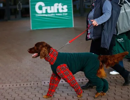 Виставка собак crufts dog show 2015 року, фото новини (crufts) Виставка собак crufts dog show 2015 року, фото новини