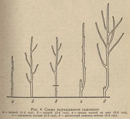 вирощування саджанців