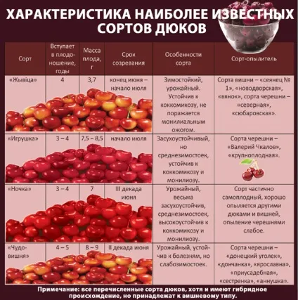 Вишня і черешня так схожі один на одного, але такі різні за смаком! Дюк (друга) Вишня і черешня так схожі один на одного, але такі різні за смаком! Дюк