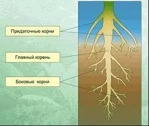 Введення, морфологічні і біологічні особливості огірка - біологія і фізіологія продукційних (лекції) Введення, морфологічні і біологічні особливості огірка - біологія і фізіологія продукційних