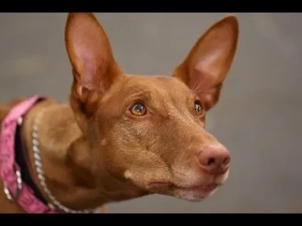 Введення в собаковеденіе 101 dogs частина 3 animal planet на (dogs) Введення в собаковеденіе 101 dogs частина 3 animal planet на