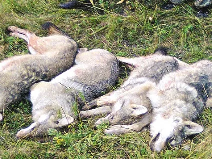 Зустрічі з вовками - полювання (вовками) Зустрічі з вовками - полювання