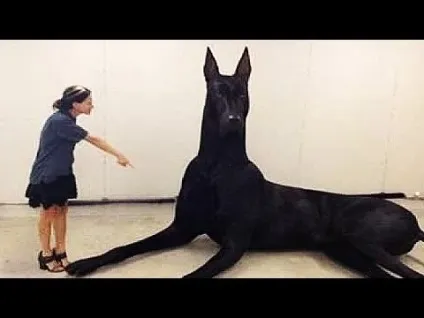 Введення в собаковеденіе 101 dogs частина 3 animal planet на (dogs) Введення в собаковеденіе 101 dogs частина 3 animal planet на