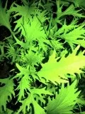 Японська капуста Мізунь - дивно смачна салатна зелень (японська) Японська капуста Мізунь - дивно смачна салатна зелень