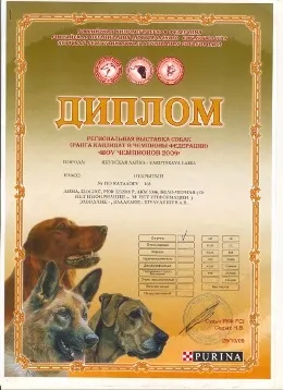 Господар розстріляної собаки має намір знайти вбивцю - бассет (господар) Господар розстріляної собаки має намір знайти вбивцю - бассет