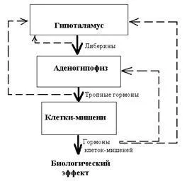 Хімічна класифікація гормонів