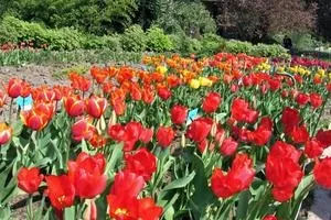 Хочу від троянди всього і відразу! Вісник квітникаря (троянди) Хочу від троянди всього і відразу! вісник квітникаря