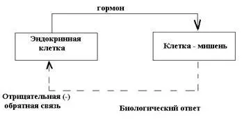 Хімічна класифікація гормонів