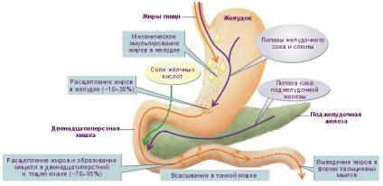 Хіломікрони - що це таке і їх функції в організм в (хиломікрони) Хіломікрони - що це таке і їх функції в організм в