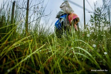 Ягідний бізнес як заробляють на журавлині (журавлині) Ягідний бізнес як заробляють на журавлині