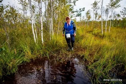 Ягідний бізнес як заробляють на журавлині (журавлині) Ягідний бізнес як заробляють на журавлині