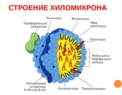 Хіломікрони - що це таке і їх функції в організм в (хиломікрони) Хіломікрони - що це таке і їх функції в організм в