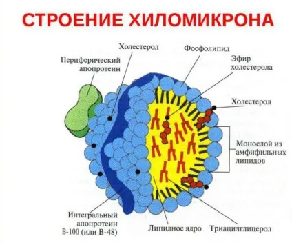 Хіломікрони будова і функції жирових частинок (часток) Хіломікрони будова і функції жирових частинок