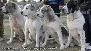 Навіщо алабай купируют вуха і хвіст (собака) Навіщо алабай купируют вуха і хвіст