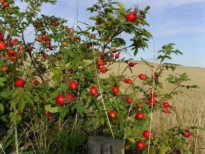 Заготівля ягід коли збирати шипшина (ягід) Заготівля ягід коли збирати шипшина