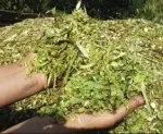 Зелена маса і силос з сої