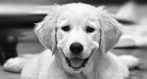 Заворот кишок у цуценят симптоми, мій щеня (закупорки просвіту кишечника) Заворот кишок у цуценят симптоми, мій щеня